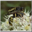 Ectemnius lapidarius - Grabwespe 01 8-12mm Paarung.jpg